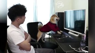 Funny Animals Video 2021 Dog and Cat Tik Tok Compilation
