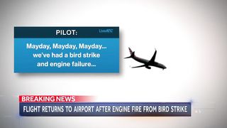 Plane engine catches on fire after striking flock of geese