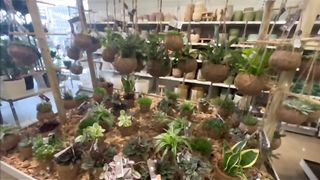 Springs plants outdoor and indoor