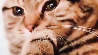 Cat crying 2