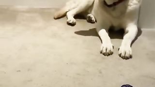 Funny Cats Vs Dogs Video ????-Animals Funny Video Viral Tiktok ????