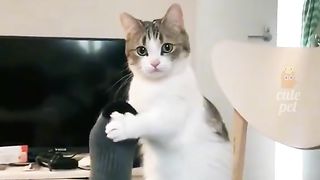 Cute Cats Funny Moments ????- Best Cats Funny Video Tiktok