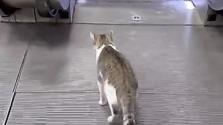 Cute Cat Video 2