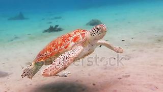 Swimming sea turtle and sandy seabed