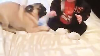 Cute baby playing with puppies 2