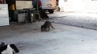 Raccoon Steals Cats' Food