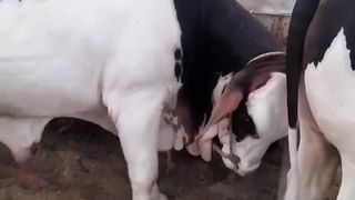 BIG NEWS ABOUT COW MANDI KARACHI