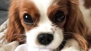 Cute Animals - Best Of The 2022 Funny Animals Videos - TRY NOT TO LAUGH! #animals #funny #funnyanimals #funnyvideo #shortvideo #short #shorts