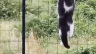 CapCut i hunt you ???????????????????? #catsoftiktok #funnyvideos #funnycats #catsfunnyvideos #videodigatti #catvi