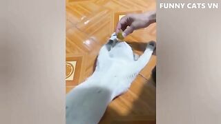 Best Funny Animal Videos 2022 - Funniest Cats And Dogs Video 3