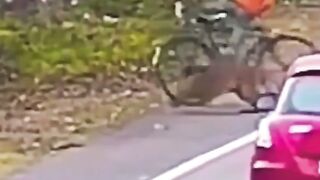 Leopard attack a man on the road