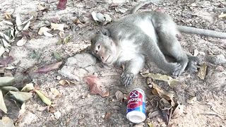 Funny monkey's react drunk